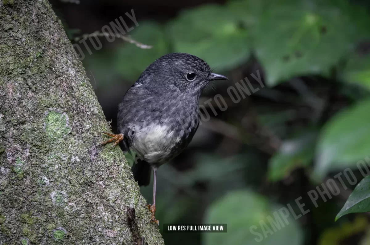 North Island robin 004