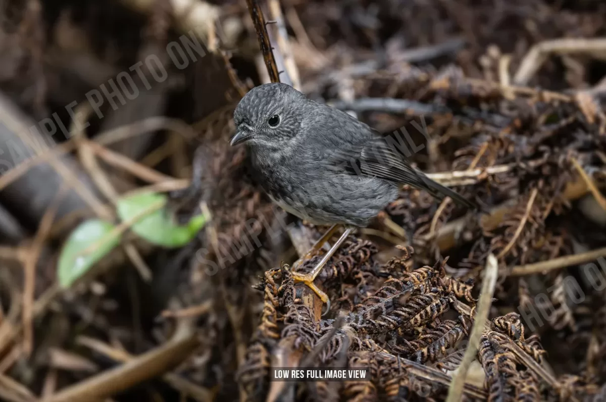 North Island robin 006