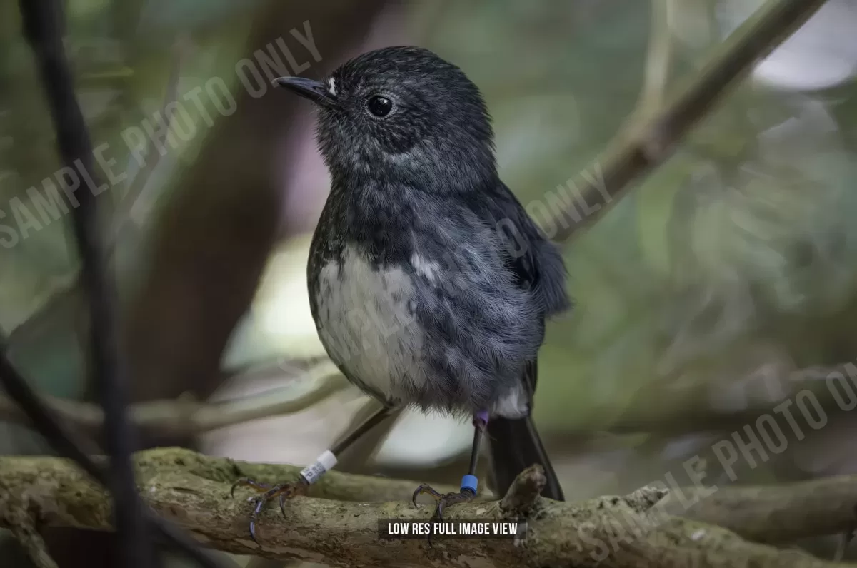 North Island robin 007