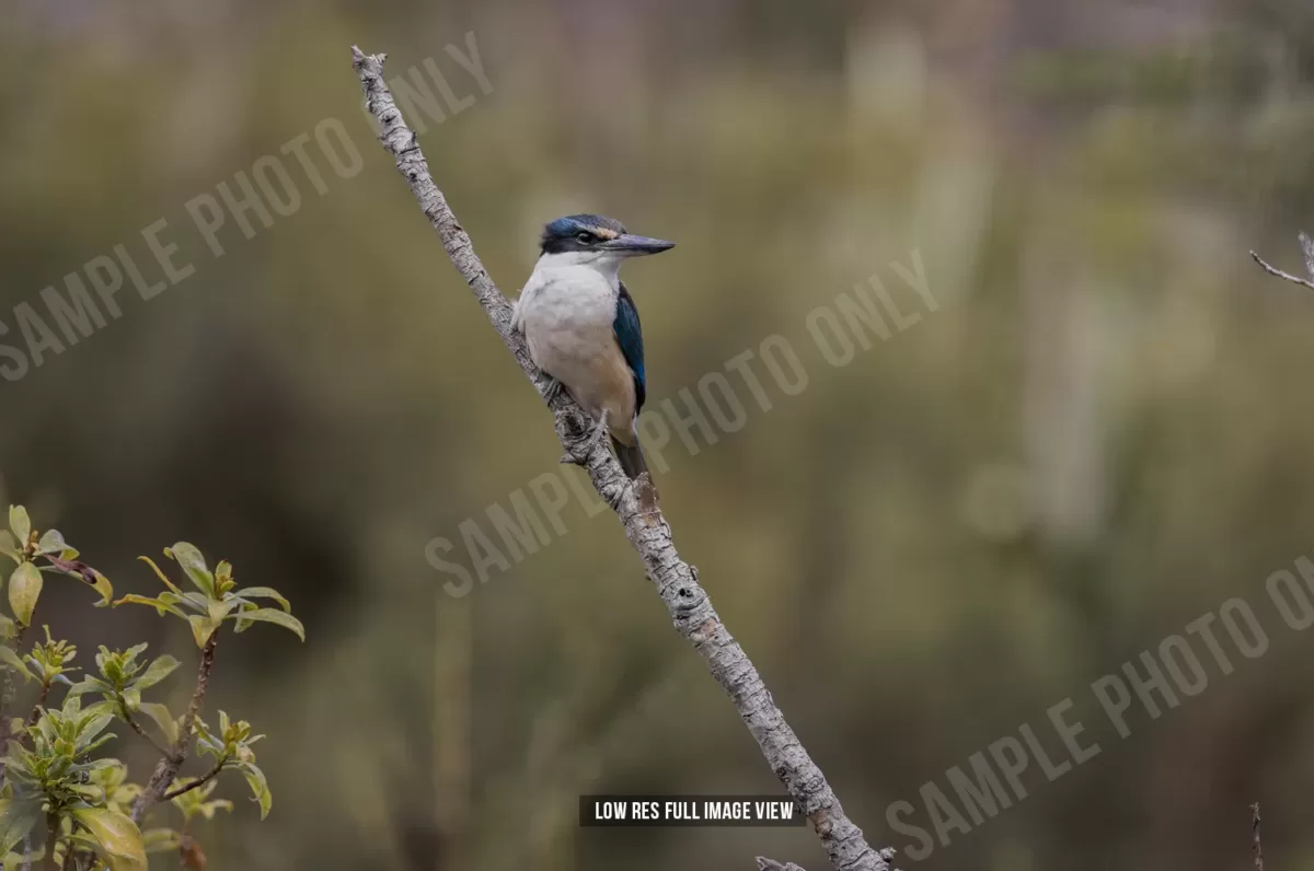 Sacred kingfisher 000