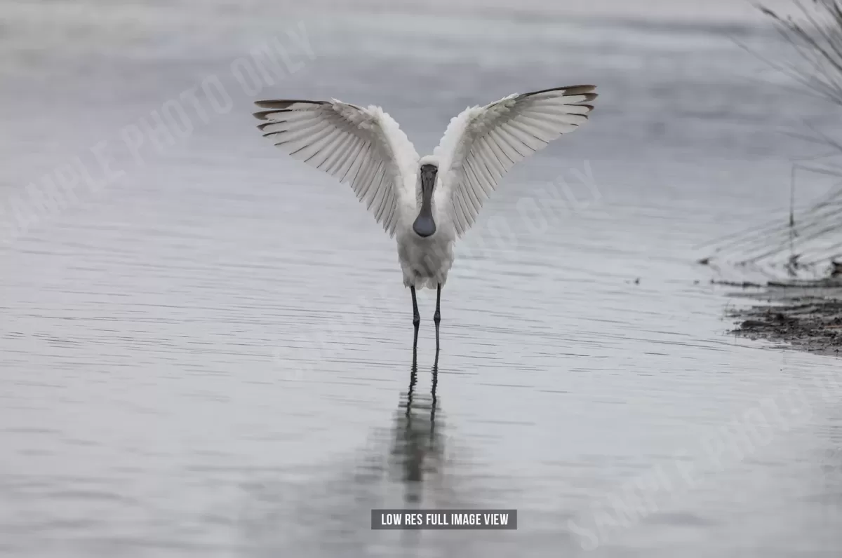 Royal spoonbill 001 - Image 2