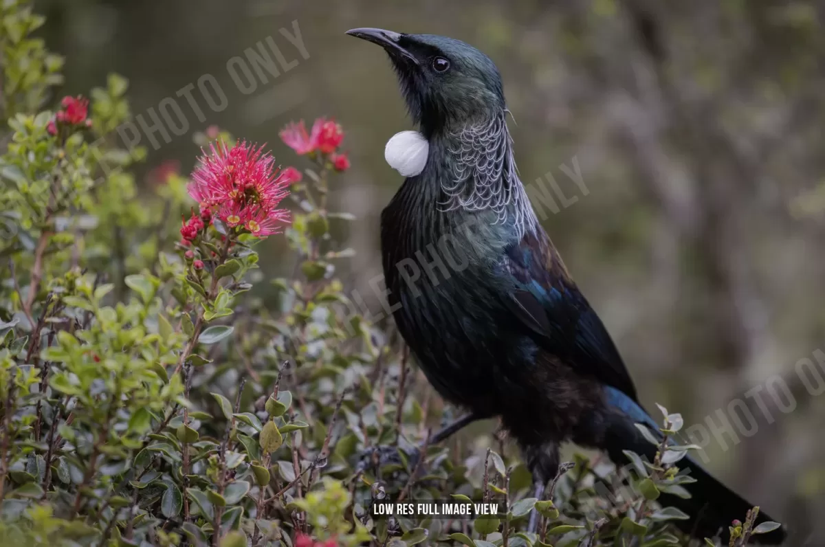 Tui 011