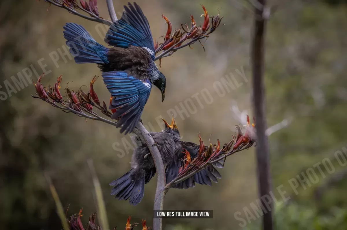 Tui 015