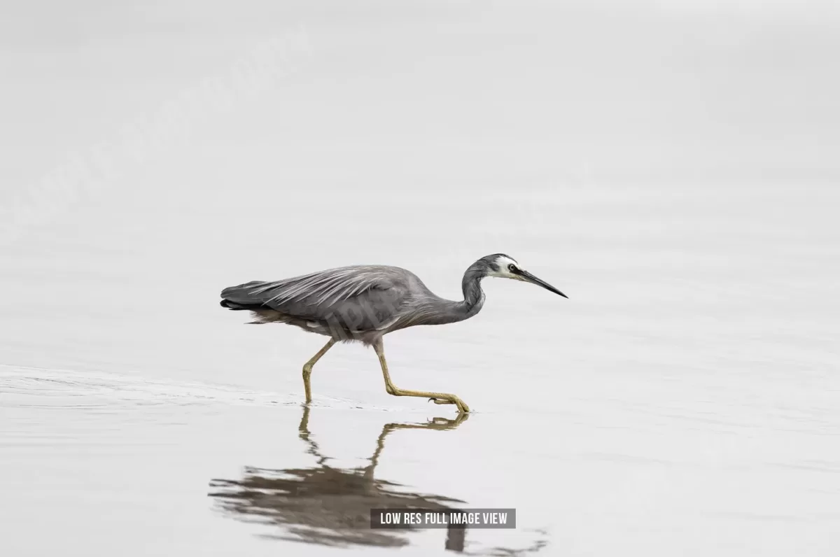 White-faced heron 001