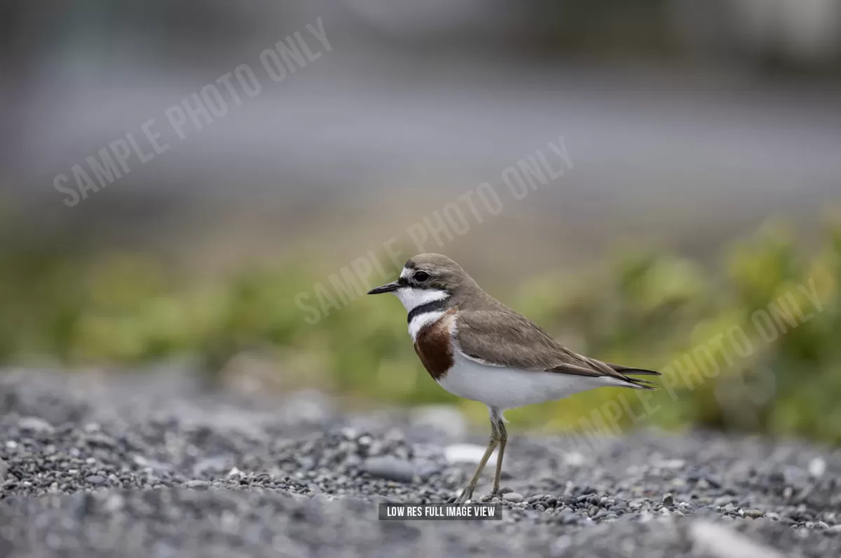 Banded dotterel 000 - Image 2