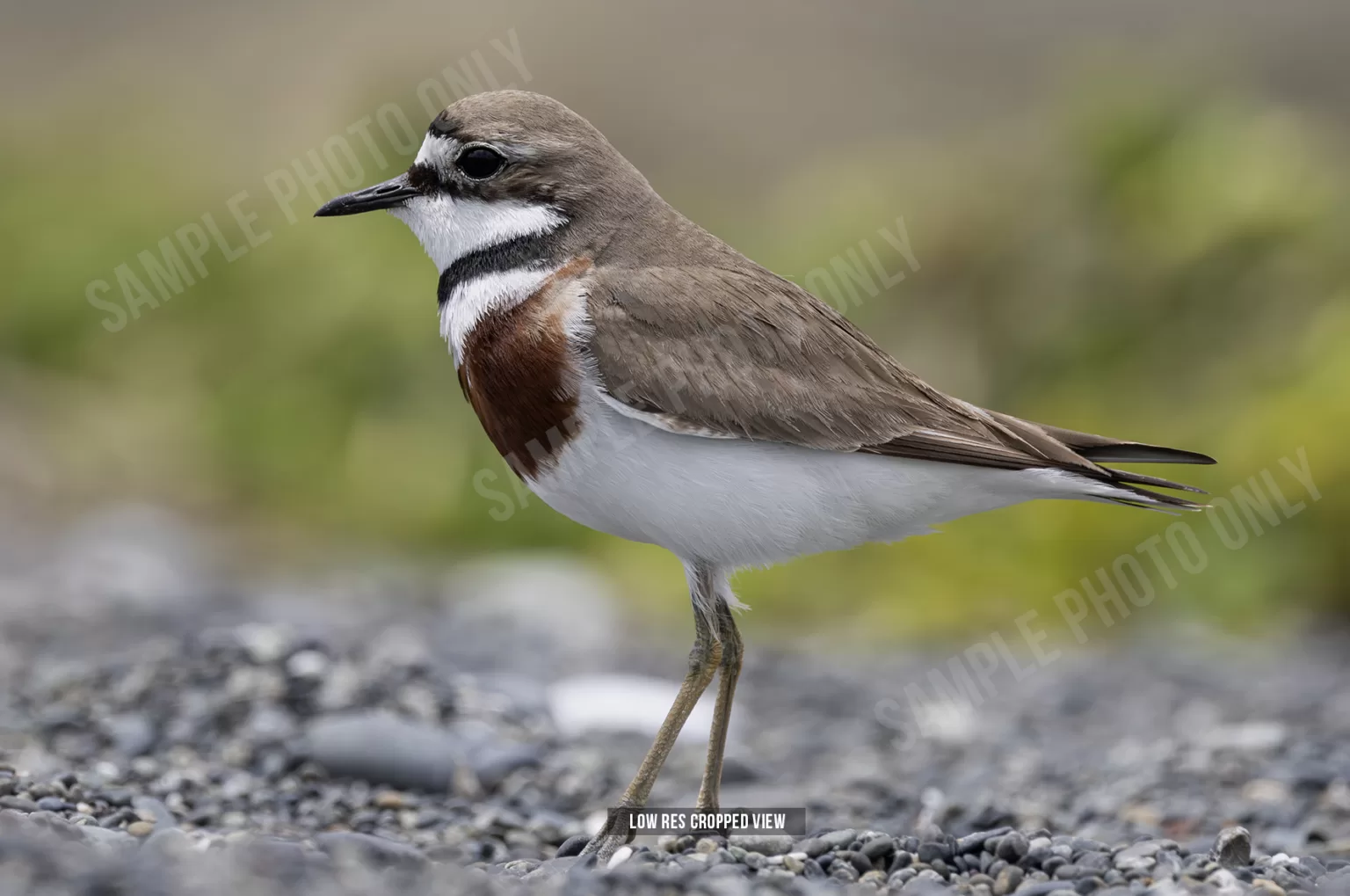 Banded dotterel 000