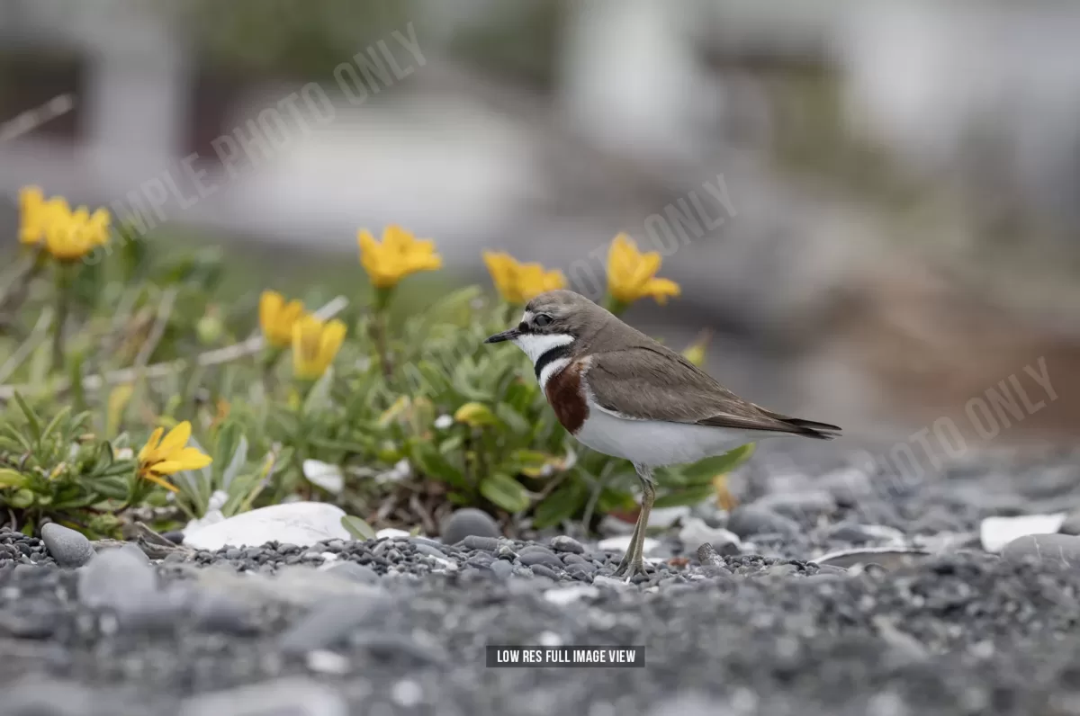 Banded dotterel 001 - Image 2