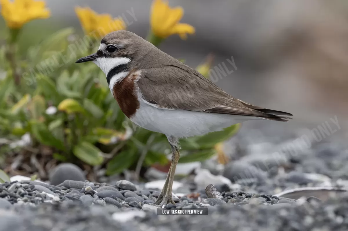 Banded dotterel 001