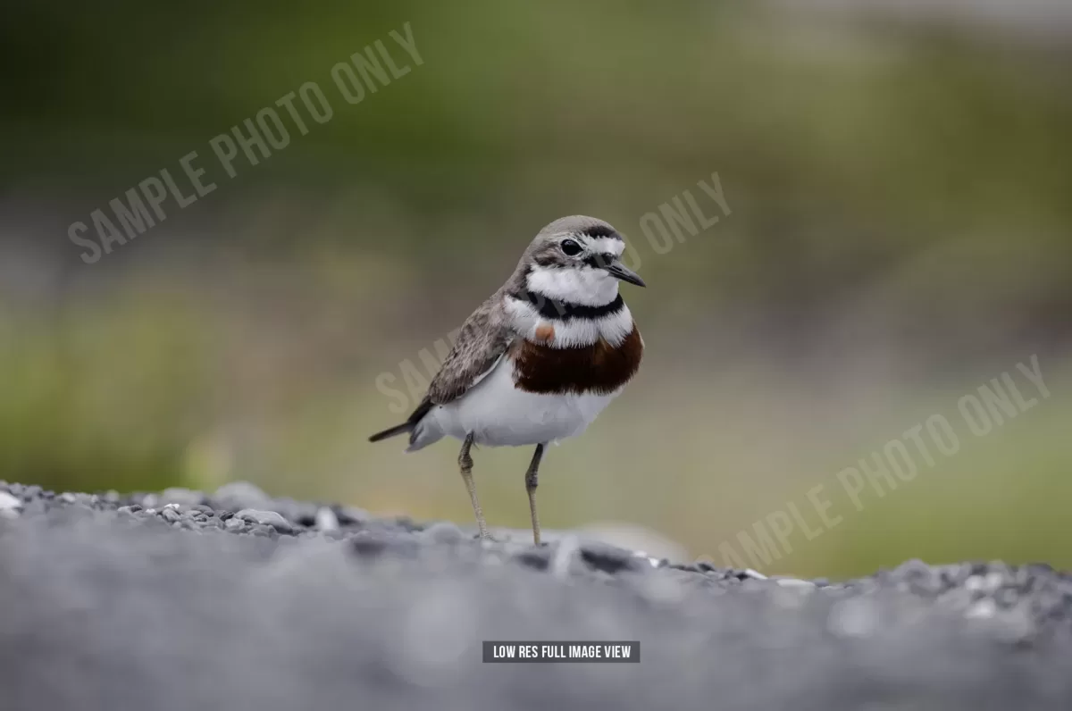 Banded dotterel 002 - Image 2