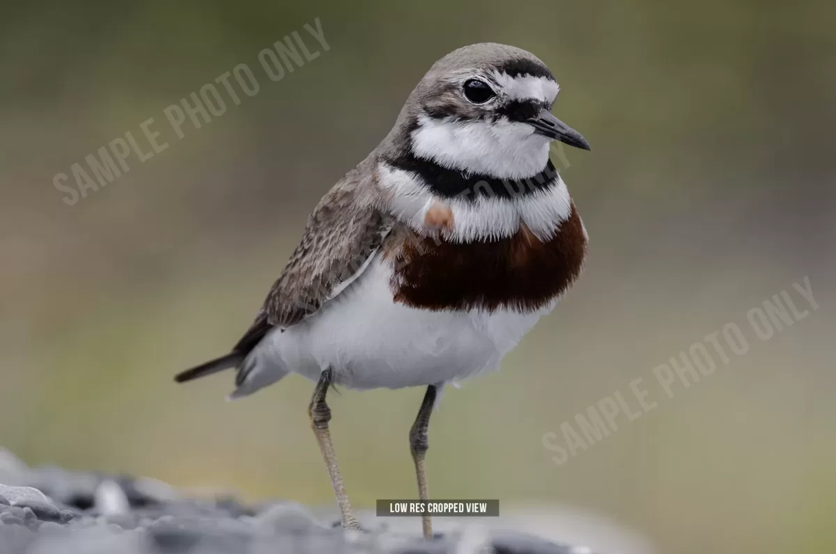 Banded dotterel 002