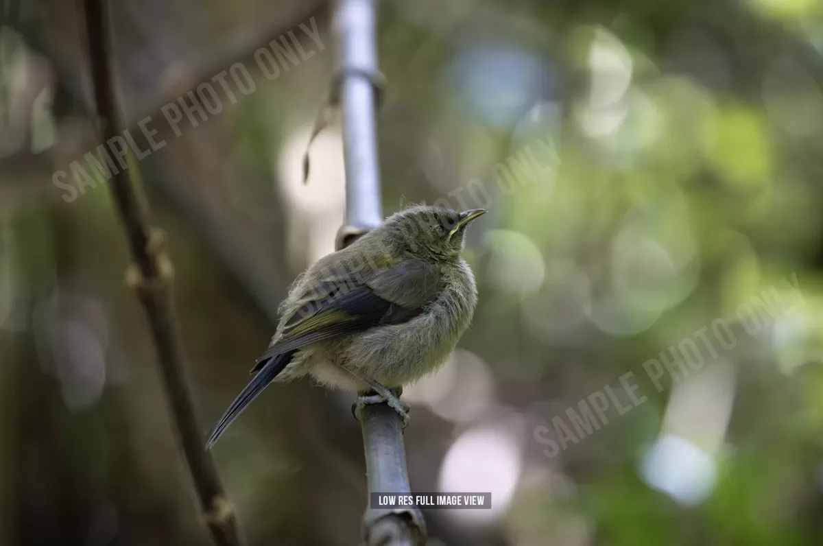 Bellbird 000