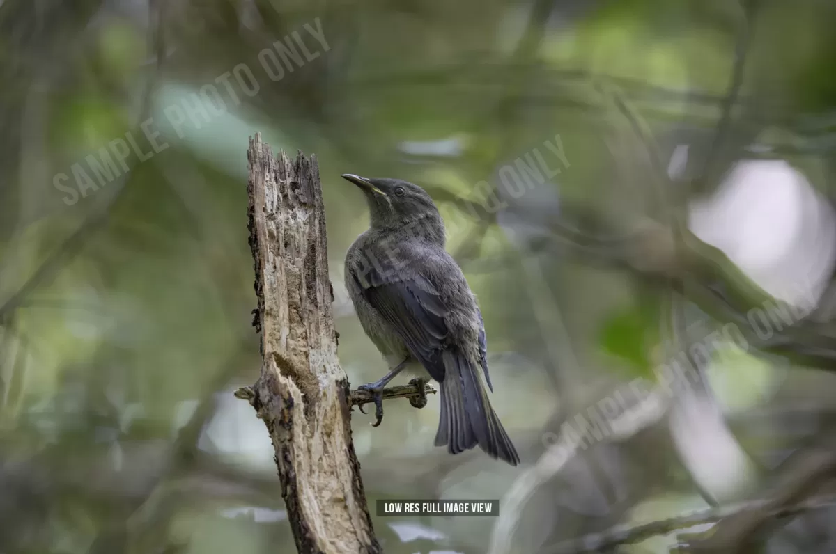Bellbird 001