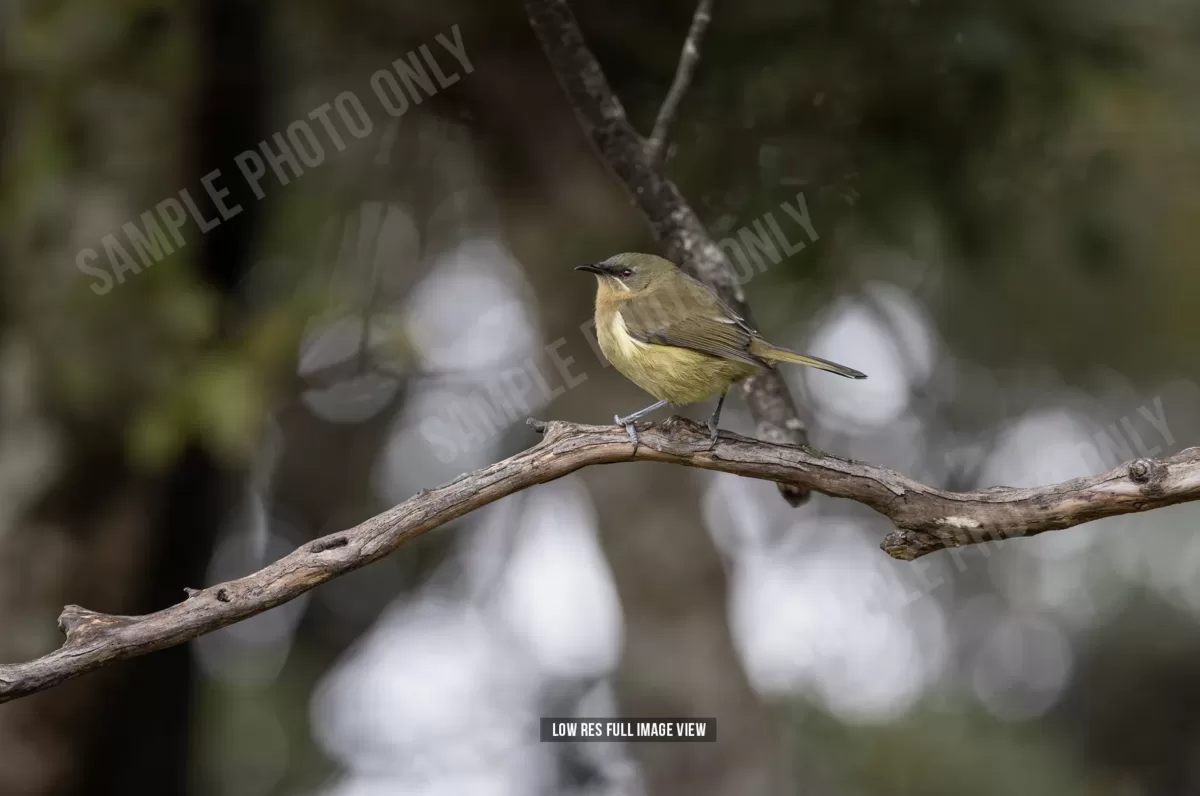 Bellbird 004