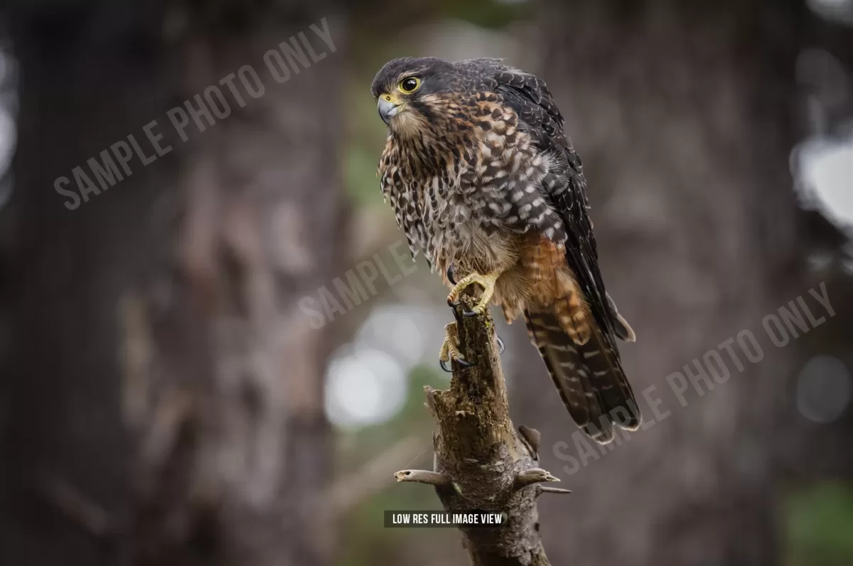 NZ Falcon 000