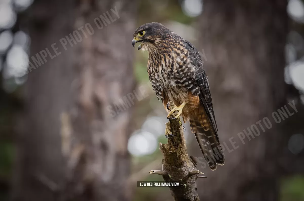 NZ Falcon 001
