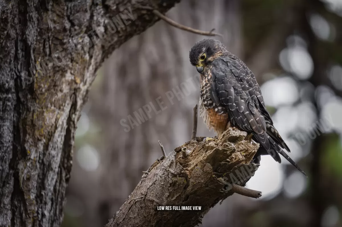NZ Falcon 002