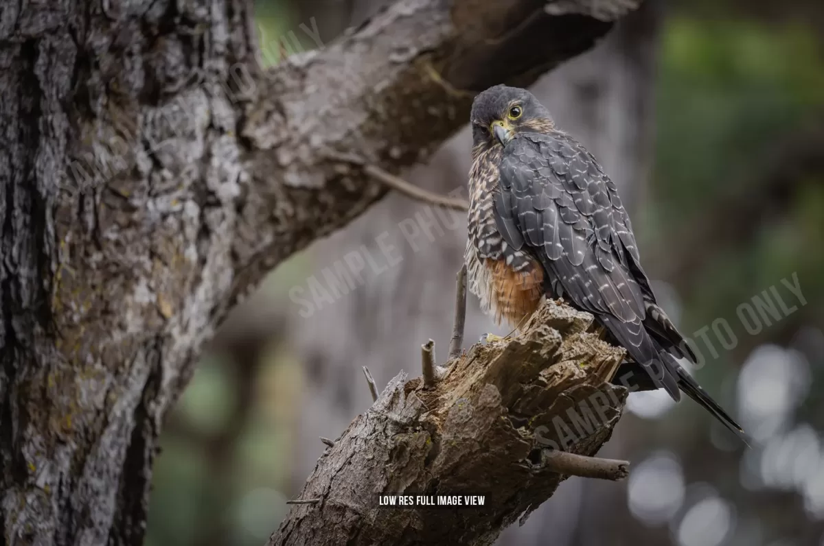 NZ Falcon 003