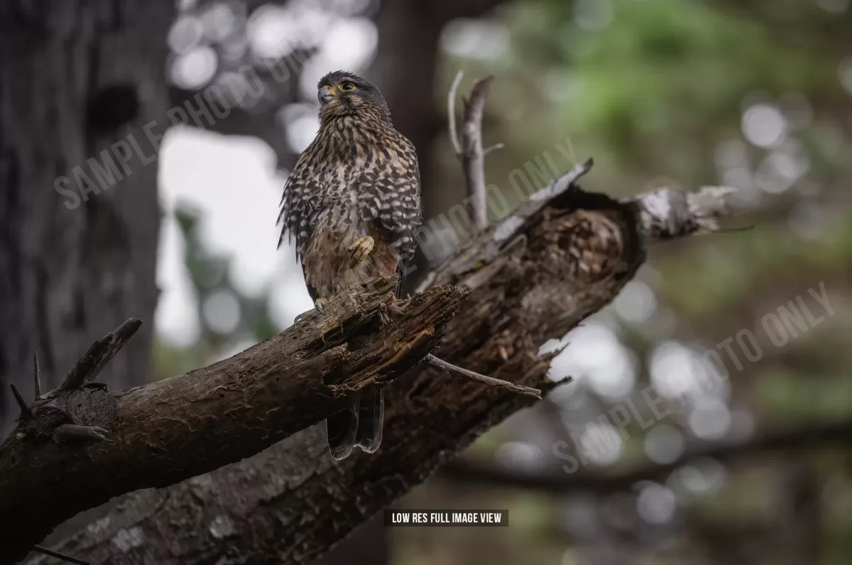 NZ Falcon 004
