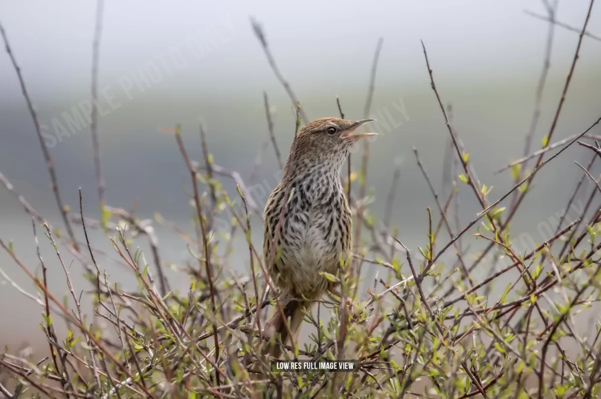 Fernbird 000