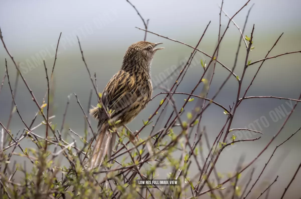 Fernbird 002