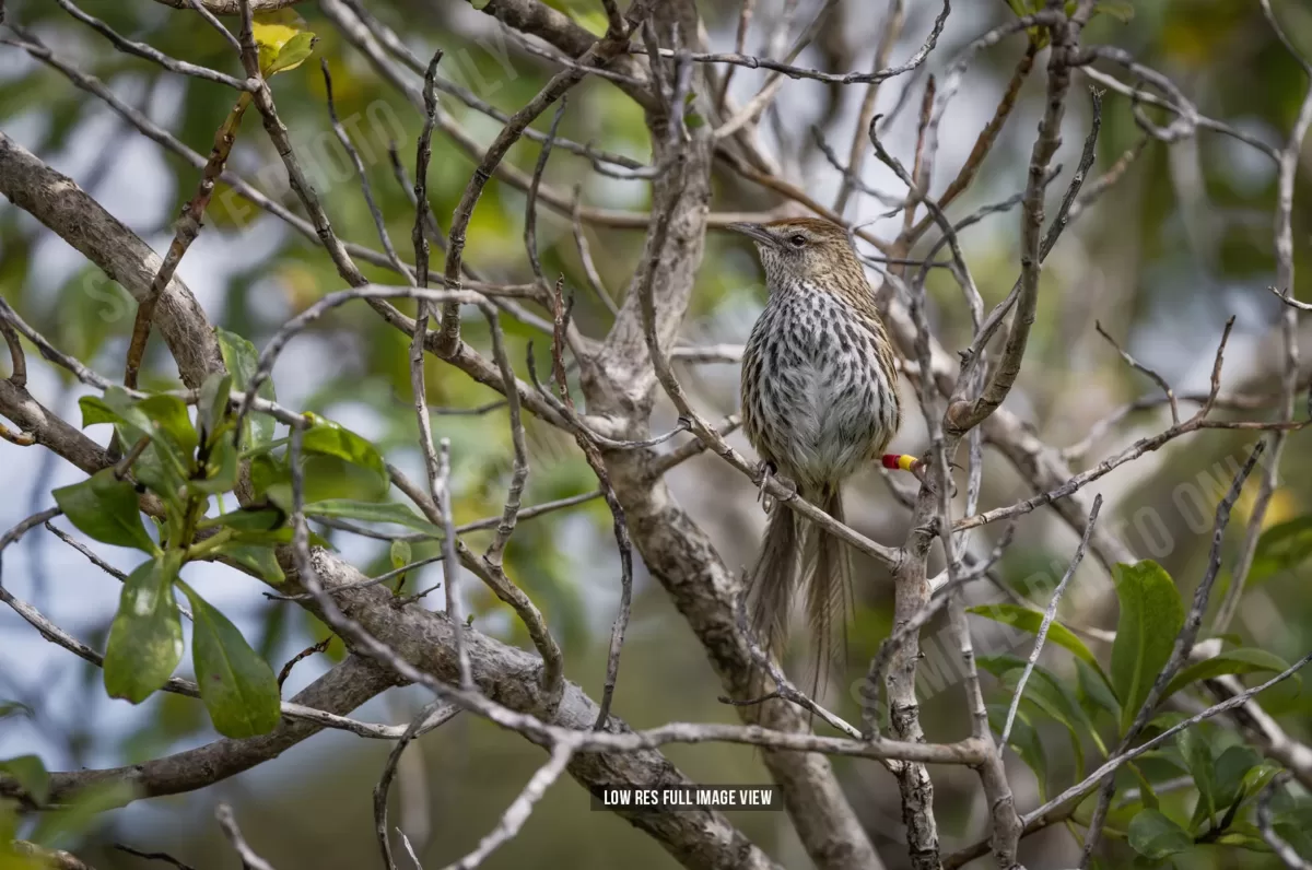Fernbird 003