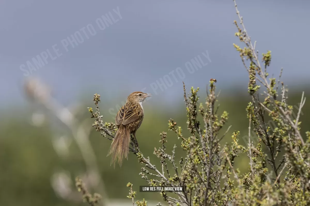 Fernbird 004