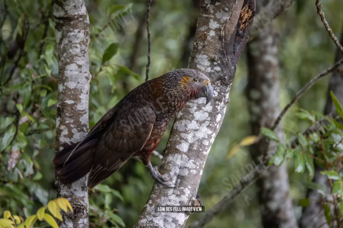 Kākā 000