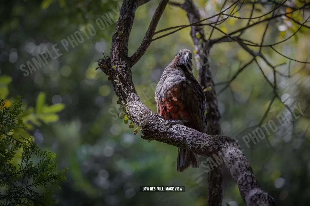 Kākā 002