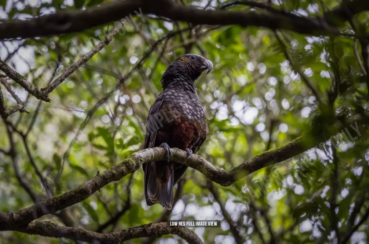 Kākā 003
