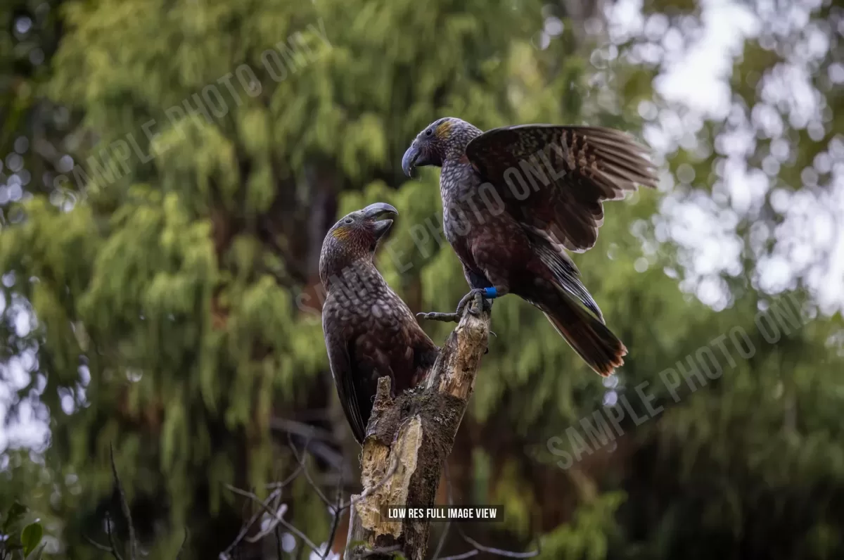 Kākā 005