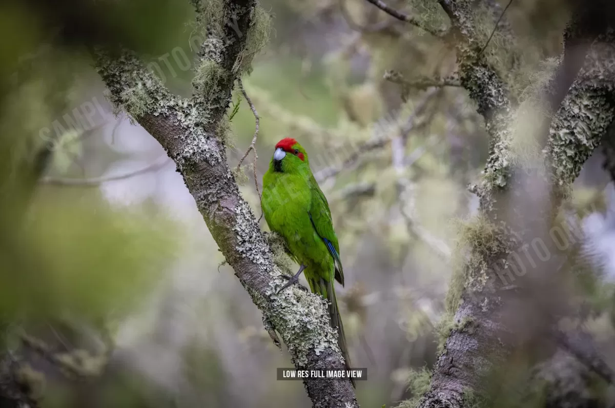 Red-crowned parakeet 002