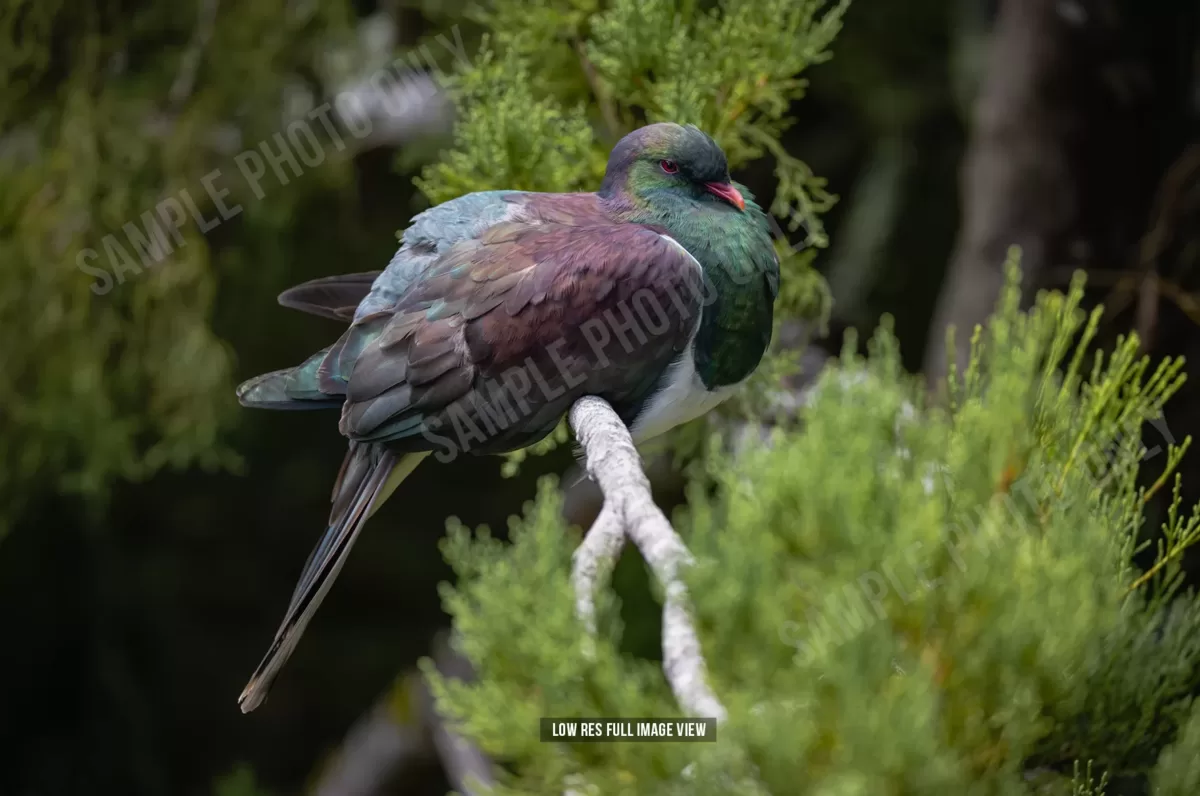 Kererū 001