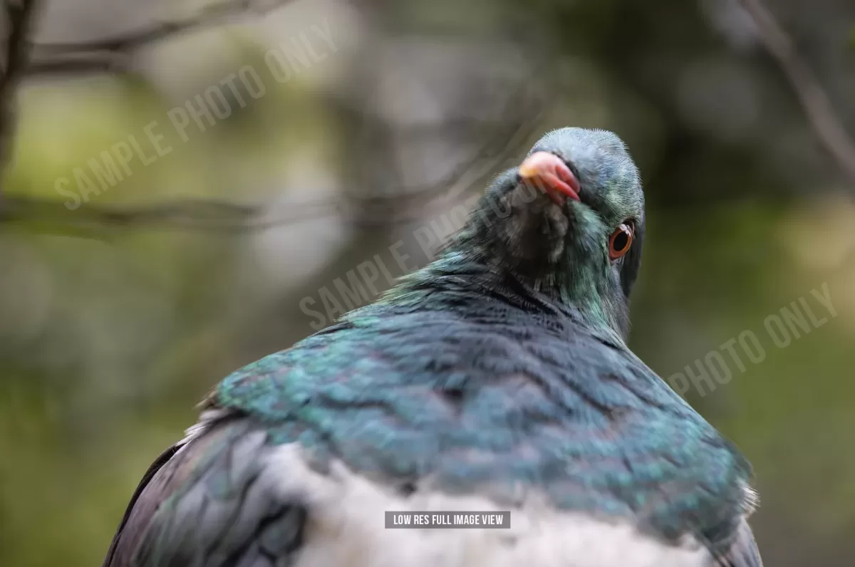Kererū 002