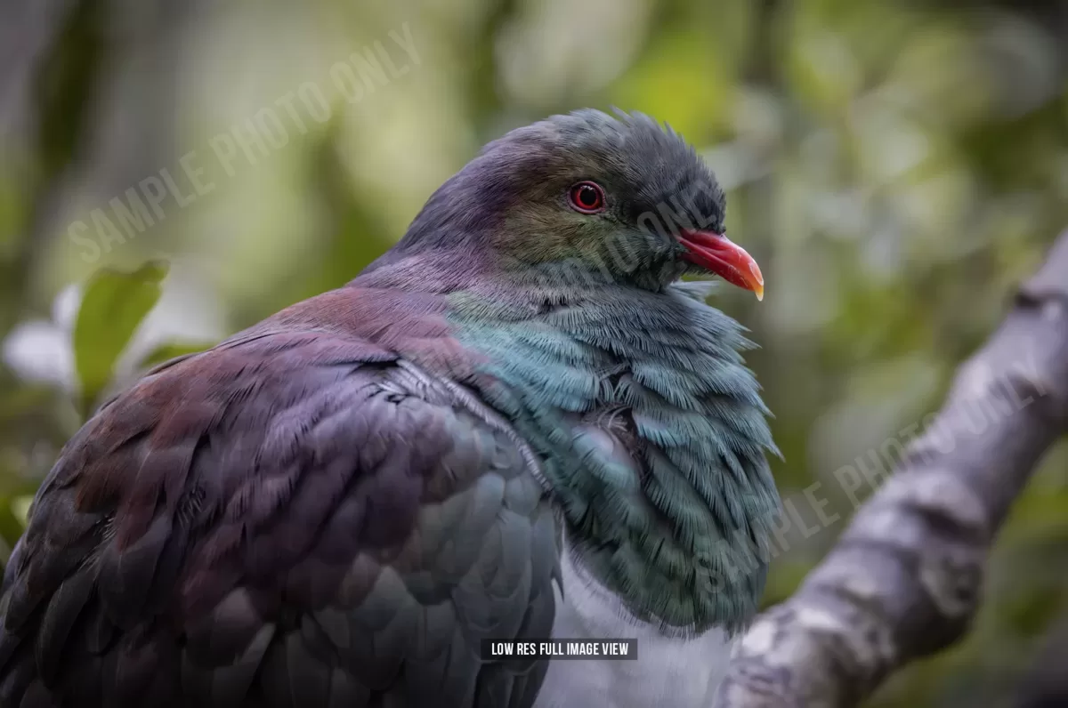 Kererū 004 - Image 2