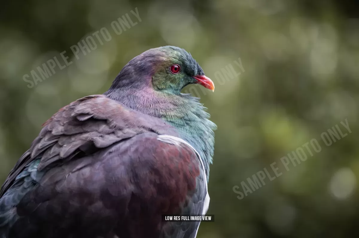 Kererū 005