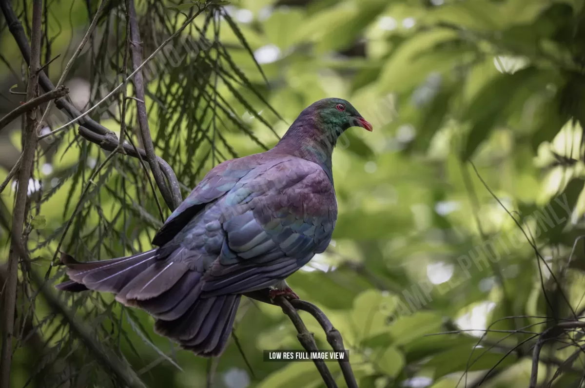 Kererū 010 - Image 2