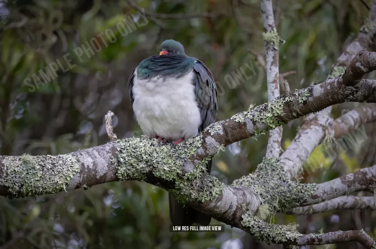 Kererū 011