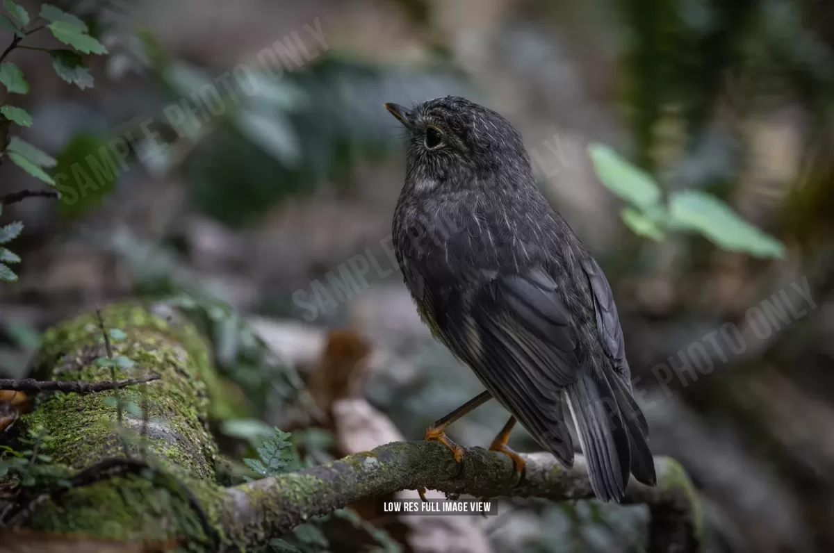 North Island robin 008