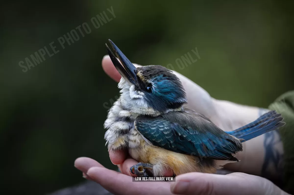 Sacred kingfisher 001