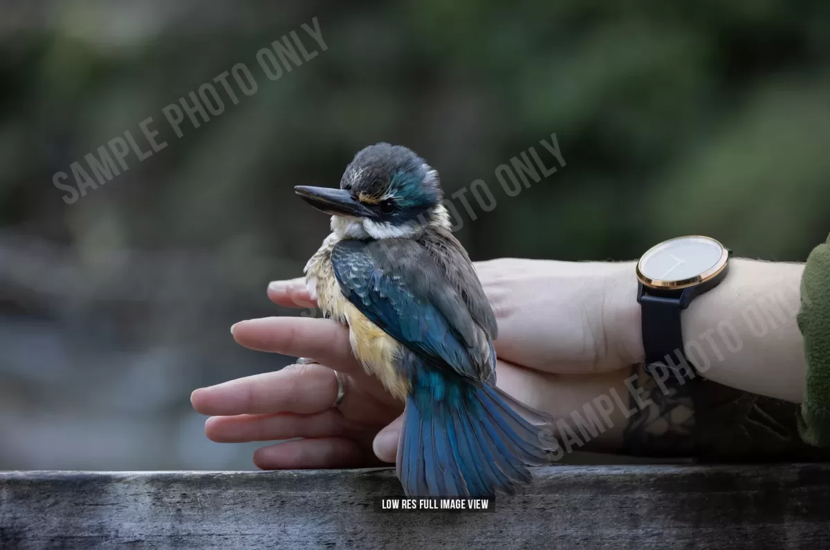 Sacred kingfisher 003