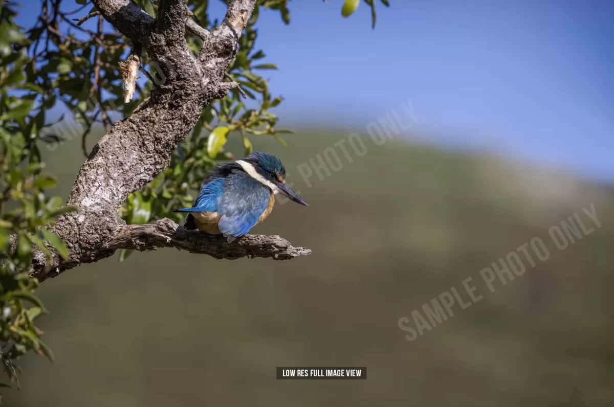 Sacred kingfisher 004