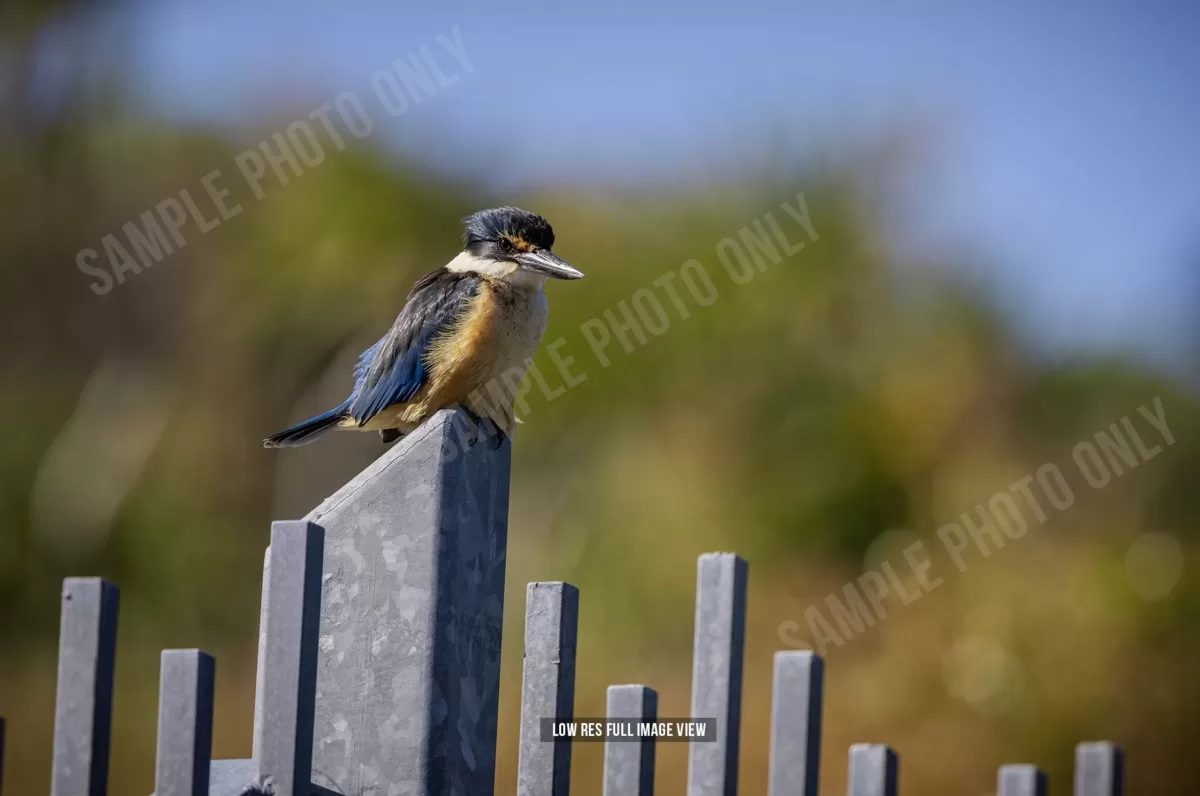 Sacred kingfisher 005