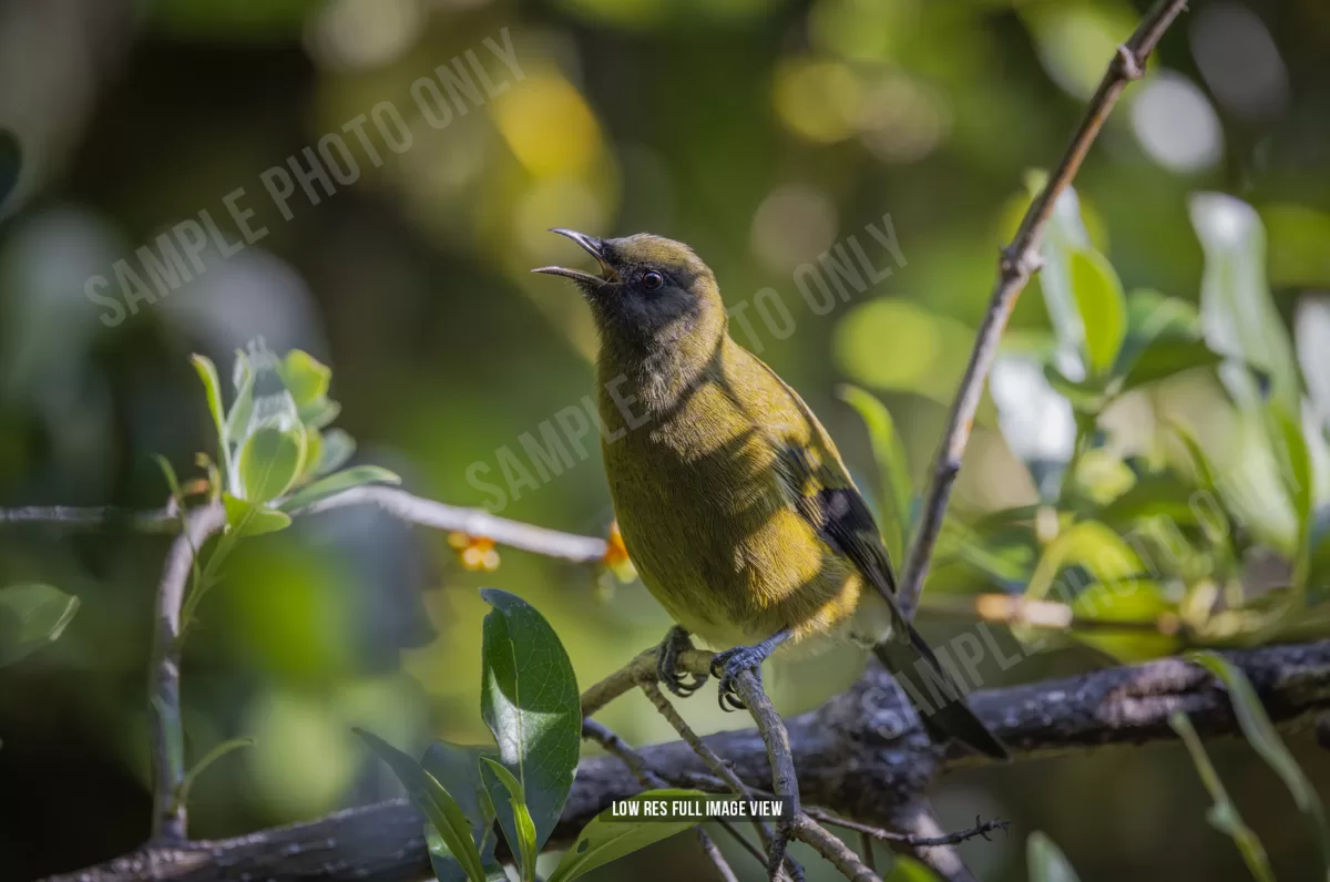 Bellbird 007