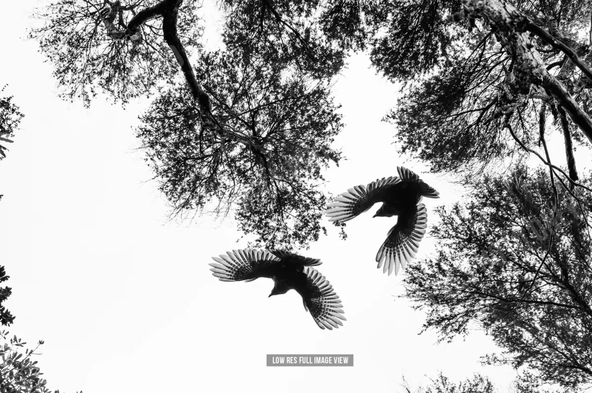 Kākā 004