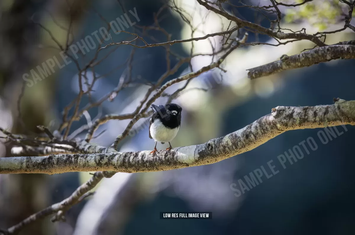 Tomtit 023
