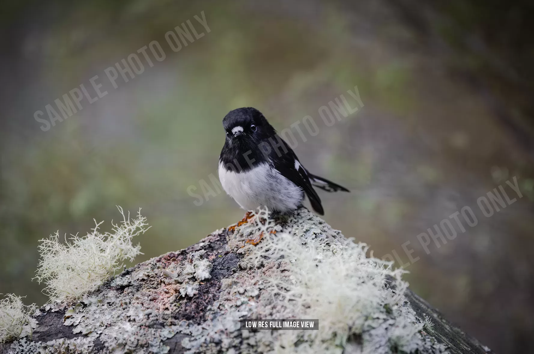 Tomtit 025