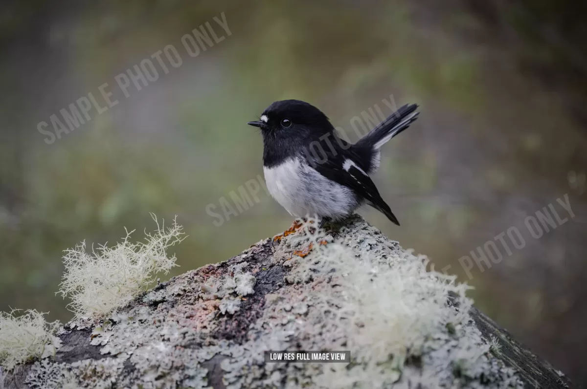 Tomtit 026