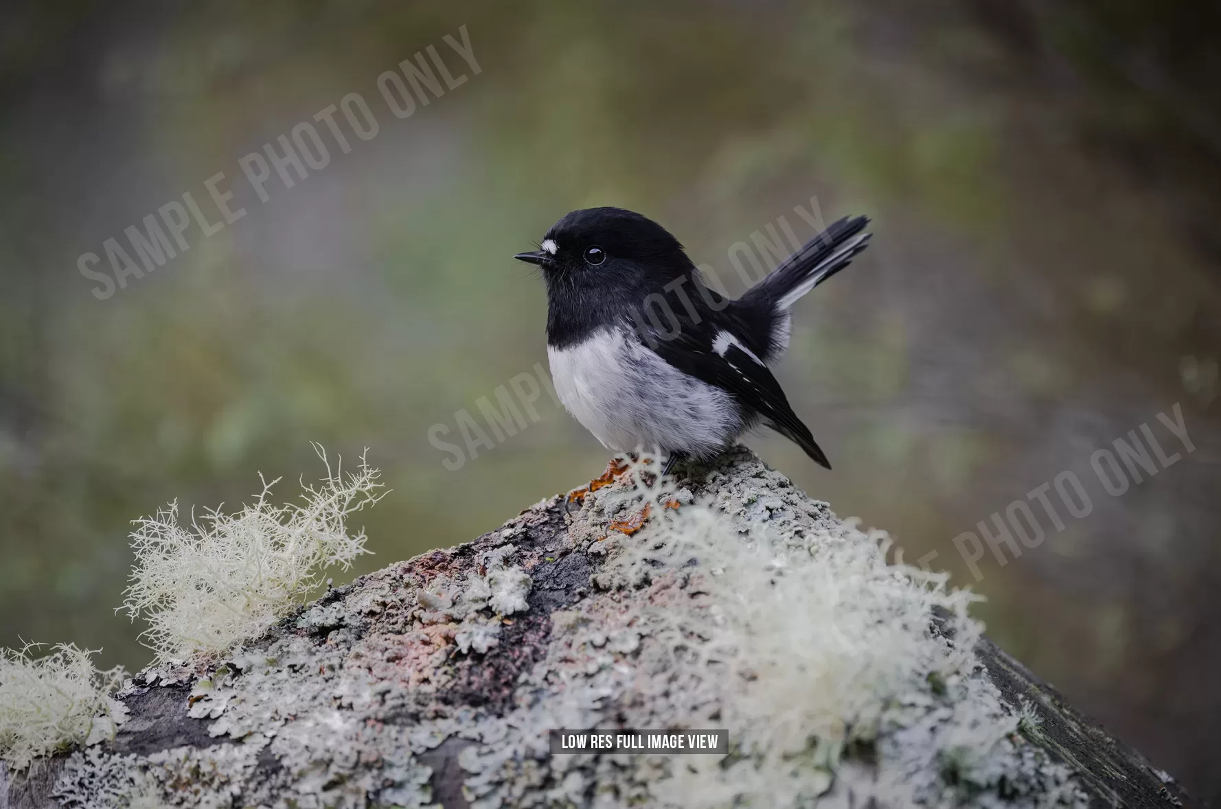 Tomtit 026