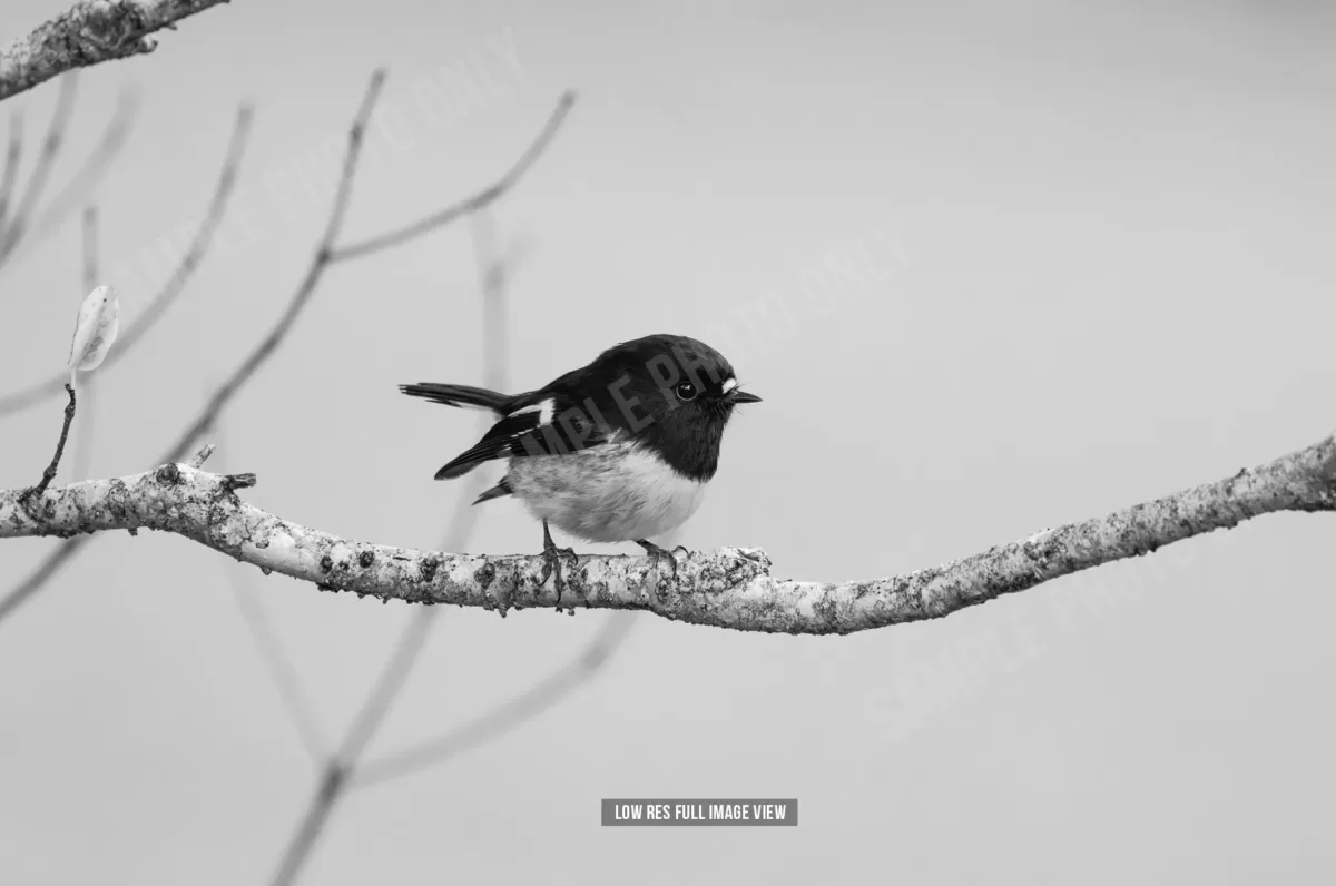 Tomtit 027