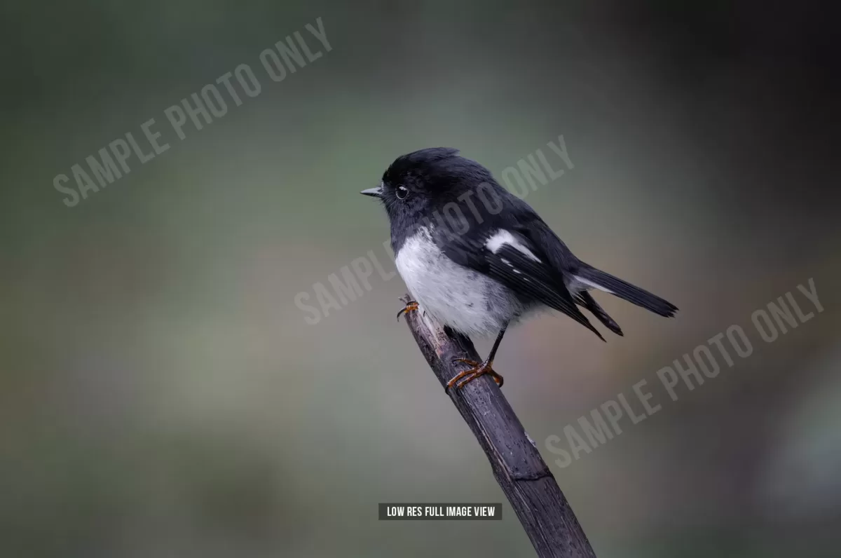 Tomtit 028